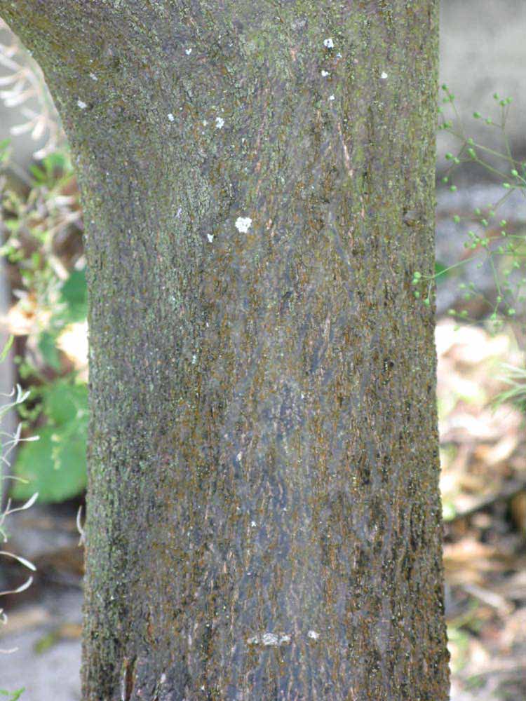            Bark (Winter Haven, FL)   